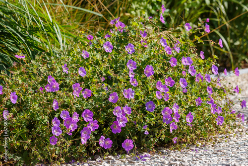 Geranium x hybridum `Rozanne is plant for flower garden in a natural style photo