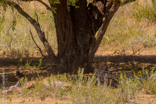 Kalahari cheetahs