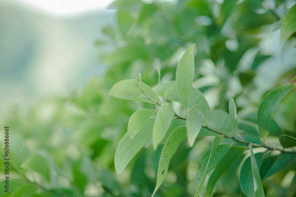 Closeup of green leaves growth under the sunlight on blur background Closeup of green leaves growth under the sunlight on blur background