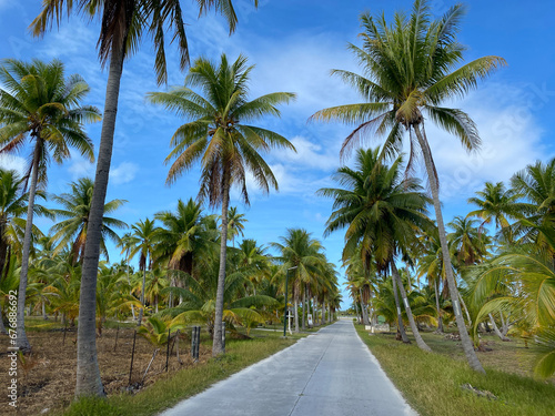 French Polynesia, Tikehau atoll.  Road with palm trees. © Giacomo