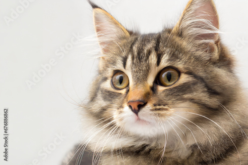 portrait of a cute and noble cat, Studio portrait of a sitting tabby cat looking forward against a white backdground © ATRPhoto