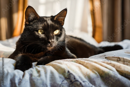 black cat lies in bed, warmed by sunlight from the window
