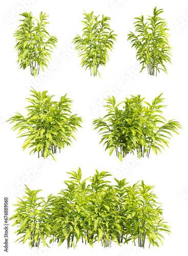 set of shell ginger plants, 3D rendering with transparent background