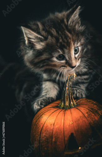 Norwegian forest cat kittens and pumpkins © annie