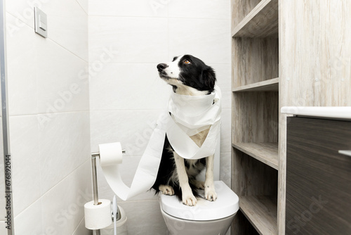 Canvas Print Dog shenanigans! A border collie dog sits on top of a toilet in a bathroom in a house rolled up with toilet paper
