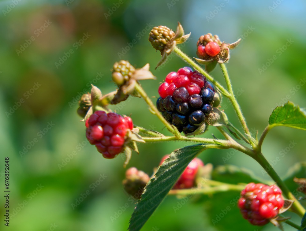 Closeup of raw blackberries on the wild tree with green leaves