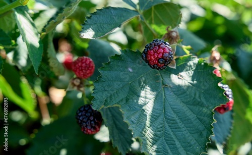 Closeup of raw blackberries on the wild tree with green leaves