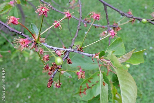 A close-up of unripe sour cherry fruit growing on a branch, green grass in the background photo