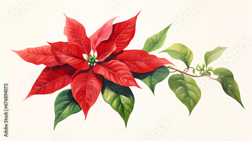 a watercolor painting of a red poinsettia flower with green leaves on a white background with a green stem