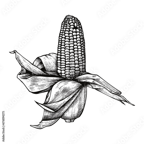 Flaked Corn Hand Drawn Engraving Pen and Ink Vintage Vector illustration