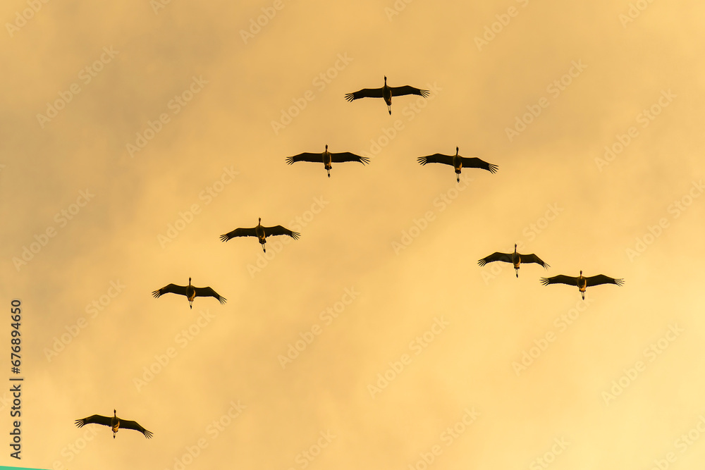 Flying flock of Common Crane (Grus grus) Comman Crane in flight at sunset. Germany, Europe.

                                            