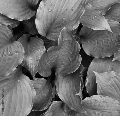 Leaves of hosta with dew drops