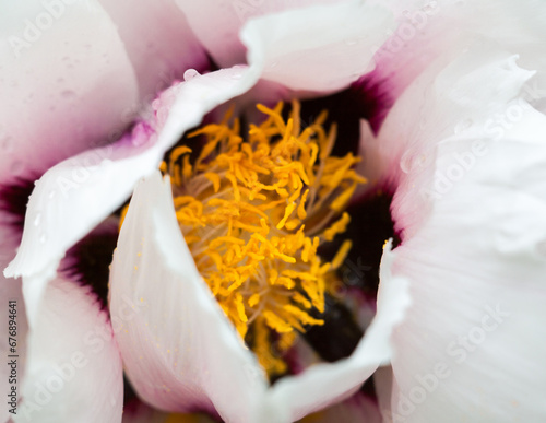 Pale pink peony flower