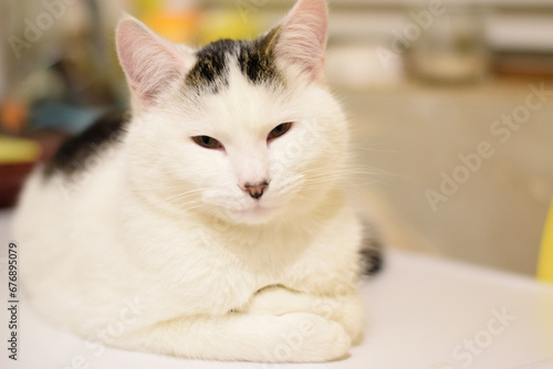 Vászonkép The cat whose name is Hercogs