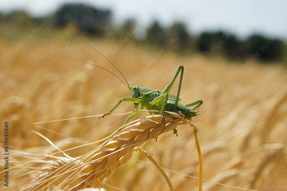 Grashüpfer mit Getreide Feld im Hintergrund Grashüpfer mit Getreide Feld im Hintergrund