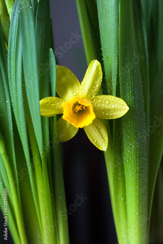 Yellow Narcissus flower