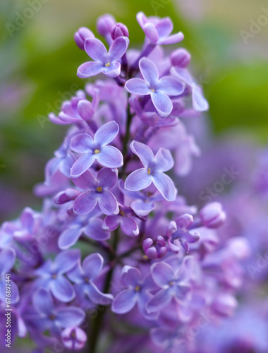 Lilac flowers. Spring blossom.