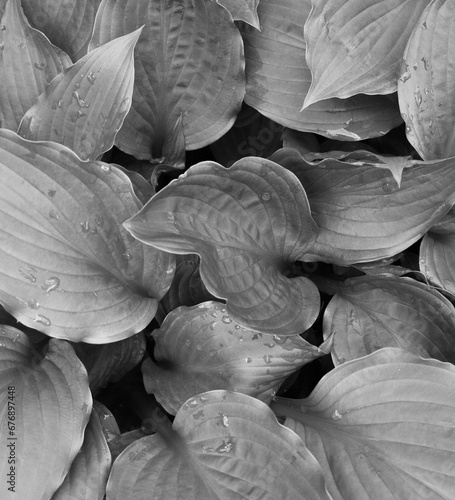 Leaves of hosta with dew drops