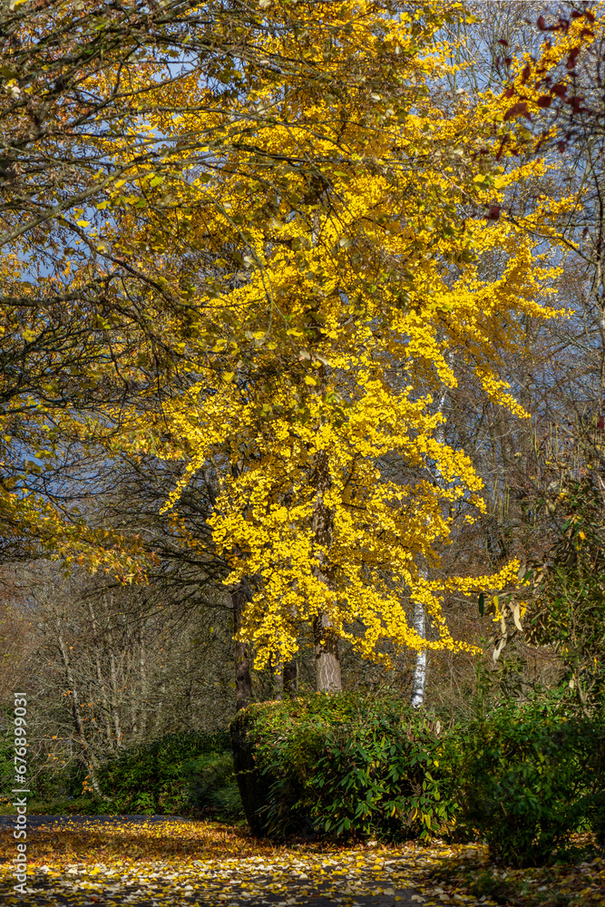 Prächtiger Herbst im Park, goldenes Laub vom Gingko Baum, Natur in Marburg