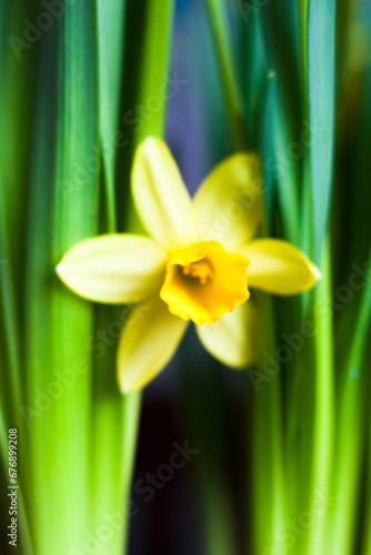 Yellow Narcissus flower