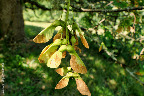 Close up of the winged seeds, also known as keys, of the Sycamore Tree (Acer pseudoplatanus)
