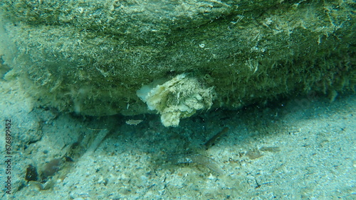 Dead bivalve mollusc European flat oyster or common oyster (Ostrea edulis) undersea, Aegean Sea, Greece, Halkidiki
 photo