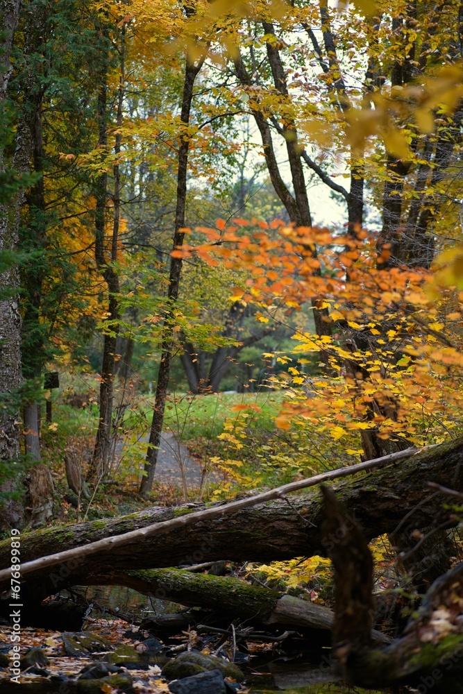 Vertical shot of a beautiful autumn forest with trees covered with yellow leaves Vertical shot of a beautiful autumn forest with trees covered with yellow leaves