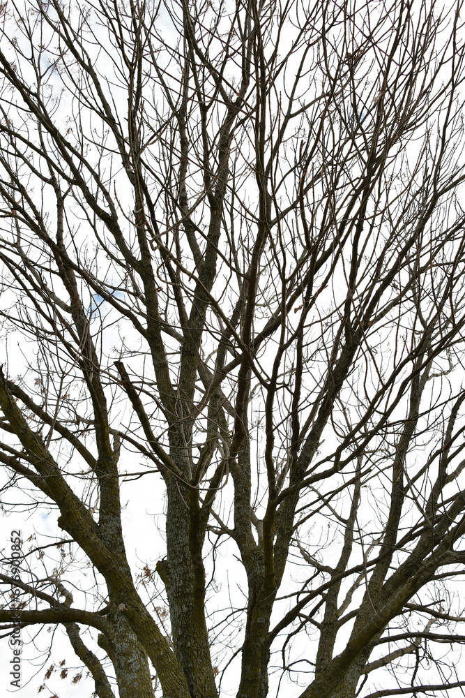 Obraz premium Bare Tree