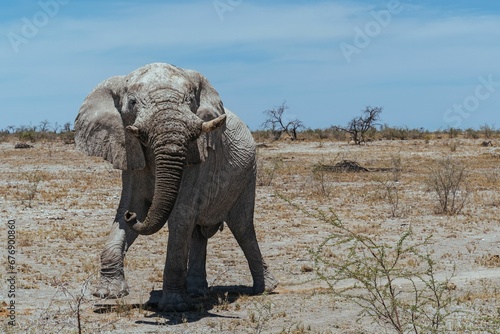 an elephant walking across the desert toward a bushy area