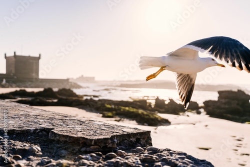 a seagull flying high above the shore with its wings spread open photo