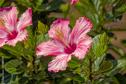 Pink hibiscus flower with green leaf background, selective focus