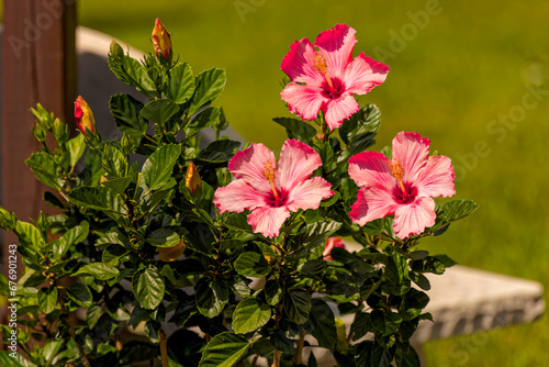 Hibiscus flower (Hibiscus syriacus)  known as rose mallow, hardy hibiscus, rose of sharon, and tropical hibiscus.