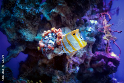 Long-snouted Butterflyfish or Helmon Chelmon rostratus in an aquarium photo