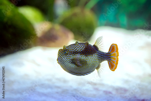 Aracana ornata marine fish in an aquarium