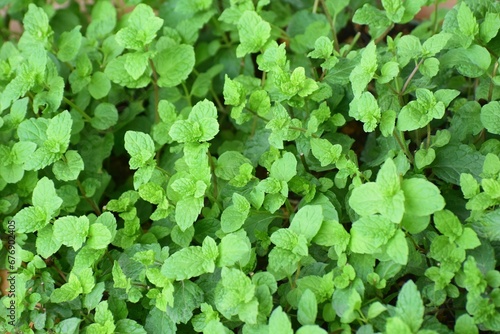 Close up of mint plant leaves