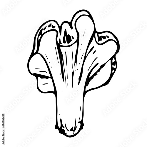Chanterelle doodle mushroom. Collecting forest food. Cantharellus cibarius. Hand drawn sketch.