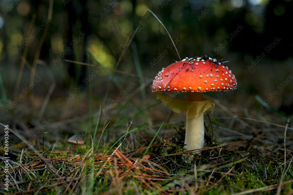 Beautiful, colorful fly agaric in close-up in the autumn forest Beautiful, colorful fly agaric in close-up in the autumn forest