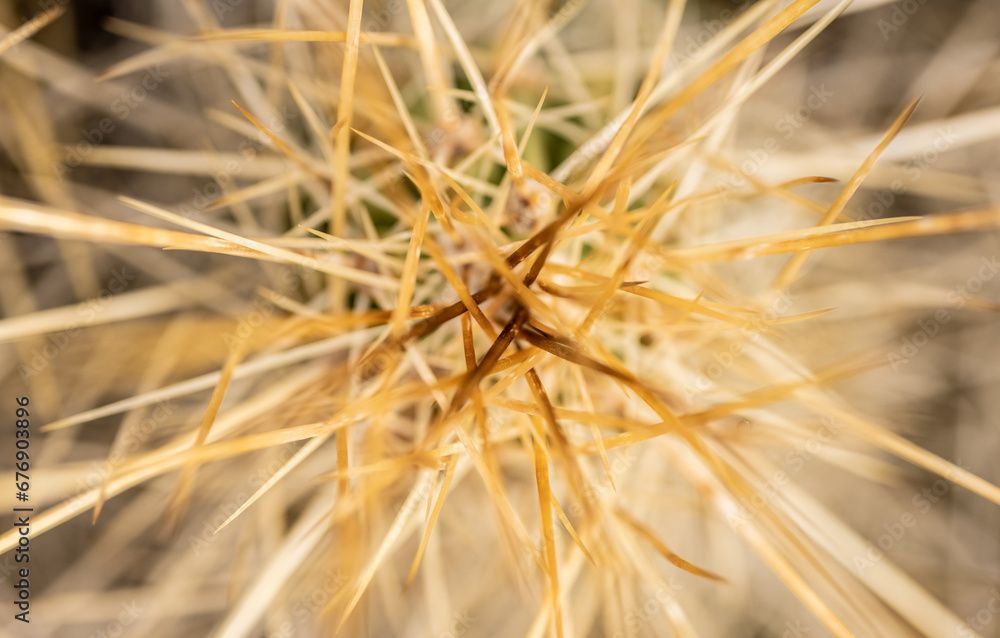 Narrow Focus of Cactus Spines Look Like Fallen Pasta Narrow Focus of Cactus Spines Look Like Fallen Pasta
