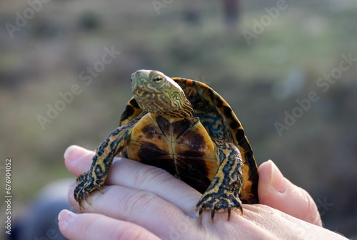 Closeup shot of a hand holding a cute pond slider turtle