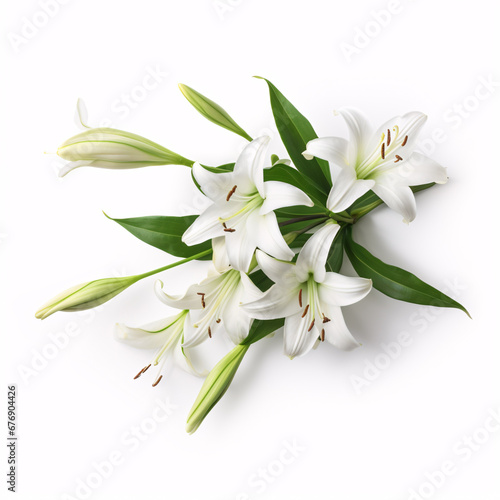 An isolated Natal Lily, or White Lily (Crinum moorei), in bloom on a stark white background.