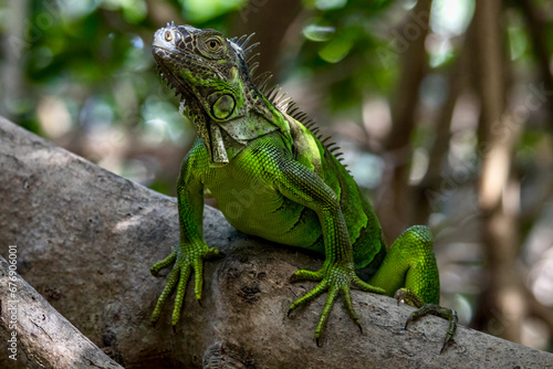 Colorful Iguana at Wildlife Sanctuary in San Pedro Belize © Kaitlind