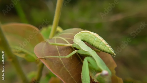 Closeup shot of a praying mantis on a leaf with a blurry background during daytime