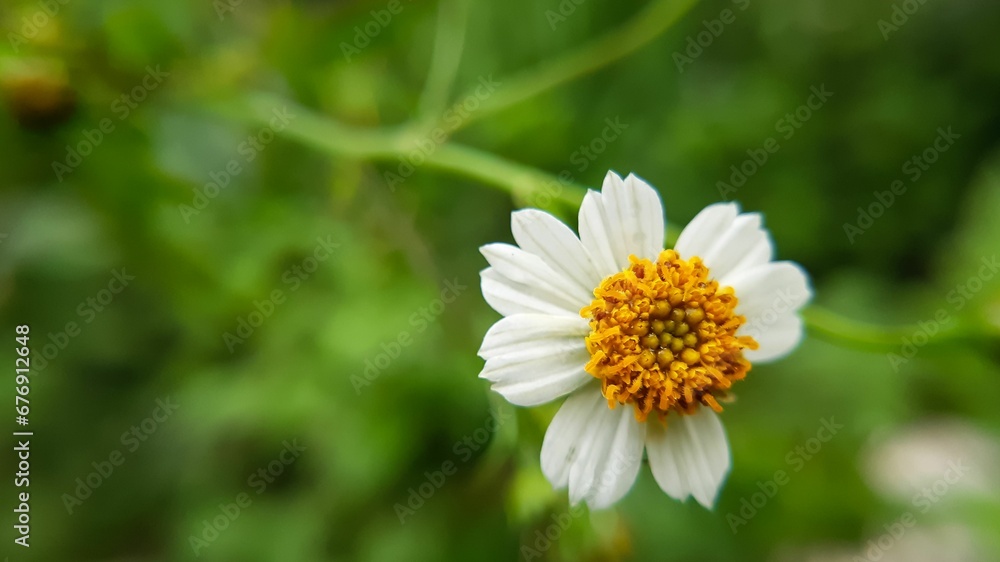 Closeup shot of a beautiful chamomile flower growing in the garden Closeup shot of a beautiful chamomile flower growing in the garden