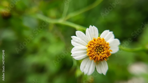 Closeup shot of a beautiful chamomile flower growing in the garden