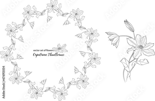 vector set of flowers and clematis buds. Capitaine Thuilleaux