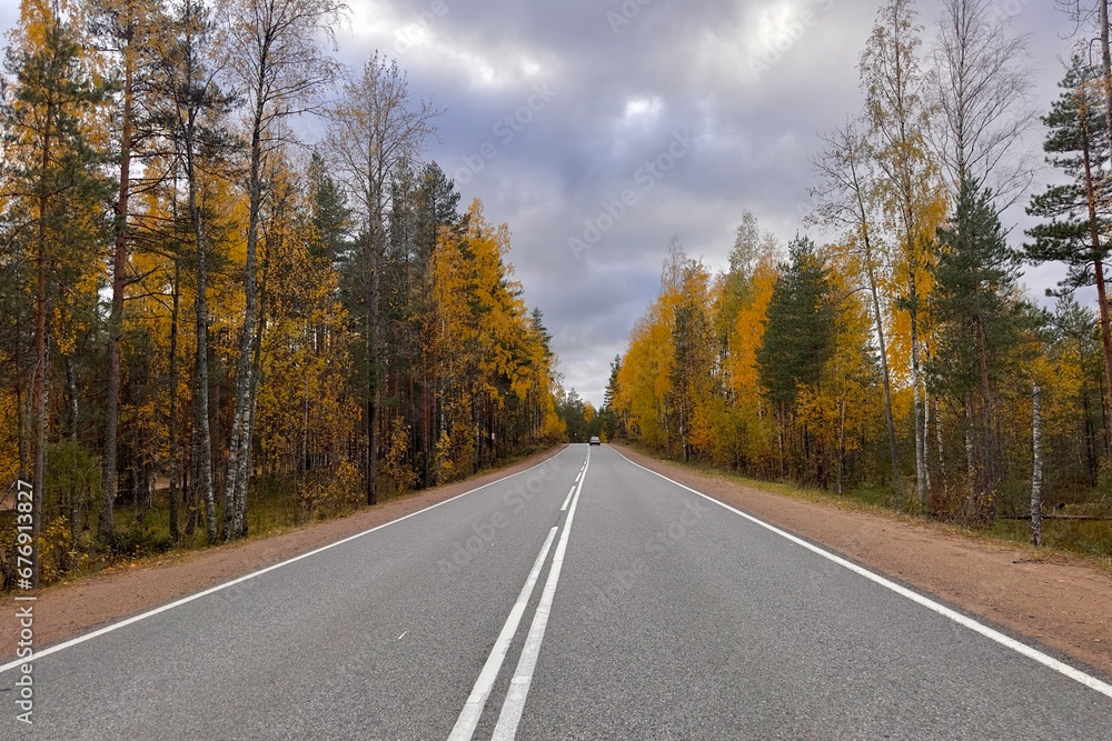 Fototapeta premium Beautiful view on asphalt road and golden autumn forest, trees
