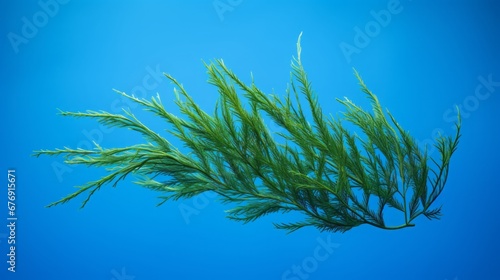 Seaweed on blue background. © Yahor Shylau 