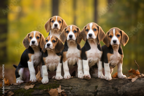 Group of baby beagle dogs outdoors © Veniamin Kraskov