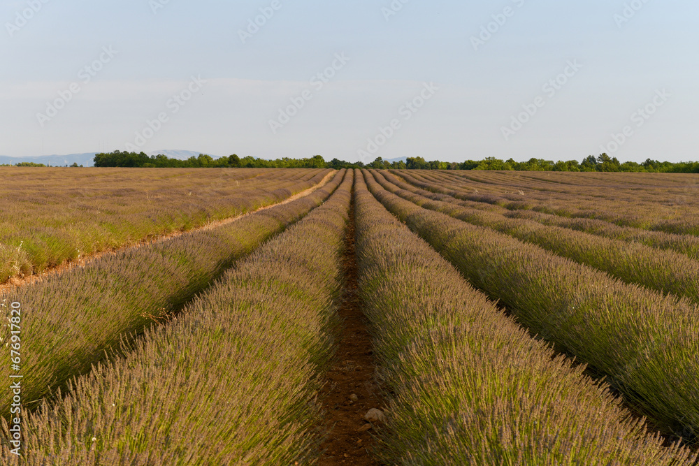 Lavender Field - Brunet, France