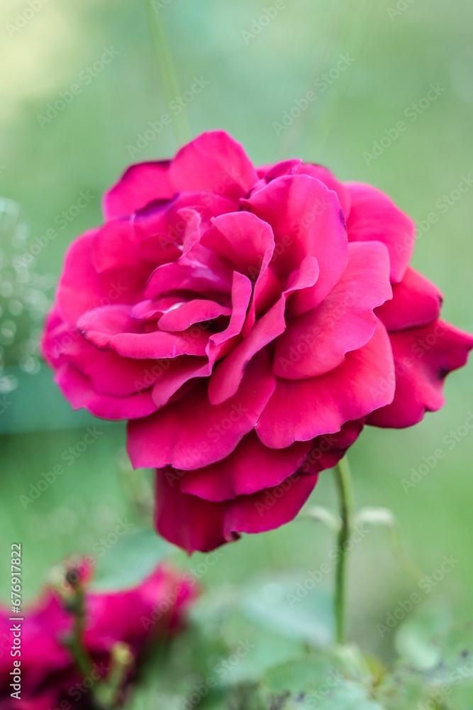 Vertical closeup shot of a blooming bright pink rose on a bush Vertical closeup shot of a blooming bright pink rose on a bush